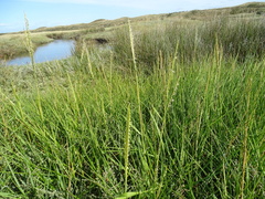 Sporobolus anglicus