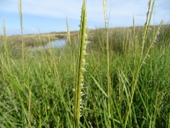 Sporobolus anglicus