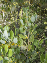 Azara dentata
