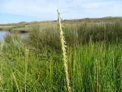 Sporobolus anglicus