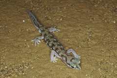 Rhynchoedura
