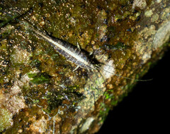 Meinertellidae