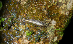 Meinertellidae