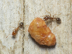 Solenopsis gayi