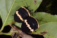 Scutellerinae