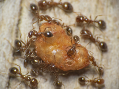 Solenopsis gayi