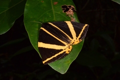 Amana angulifera