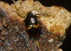 Diaperinae