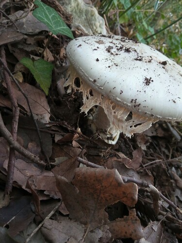 Jajasta muhara (Amanita ovoidea)