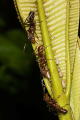 Ectatomma tuberculatum