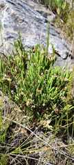 Erica dianthifolia