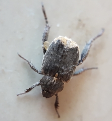 Amorphochelus retusus