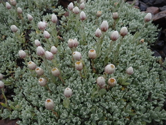 Anaphalis nepalensis