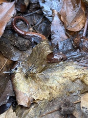 Plethodon ventralis