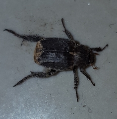 Amorphochelus retusus