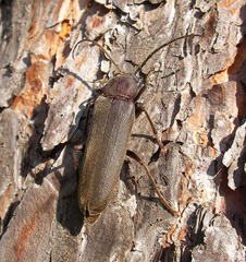 Arhopalus rusticus