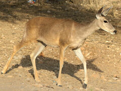 Odocoileus virginianus couesi