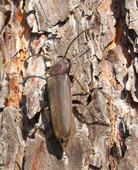 Arhopalus rusticus