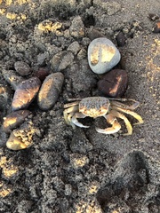 Ocypode occidentalis