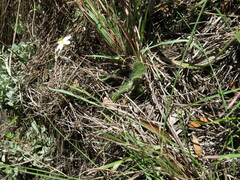 Hypoxis parvula albiflora