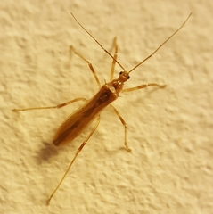 Saicinae