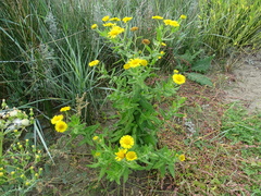 Pulicaria dysenterica