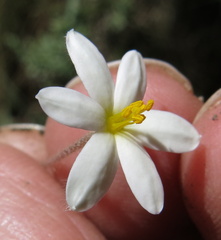 Hypoxis parvula albiflora