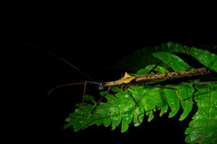 Pseudophasma bispinosum
