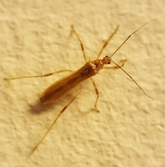 Saicinae