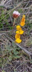 Calceolaria polyrhiza