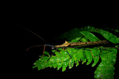 Pseudophasma bispinosum