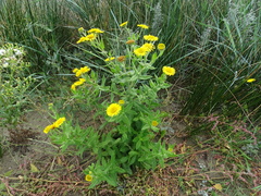 Pulicaria dysenterica
