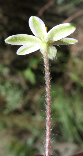 Hypoxis parvula, photograph 4
