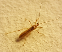 Saicinae