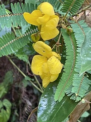 Cassiinae