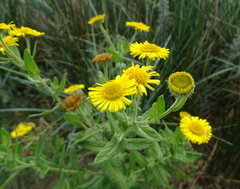 Pulicaria dysenterica