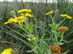 Pulicaria dysenterica