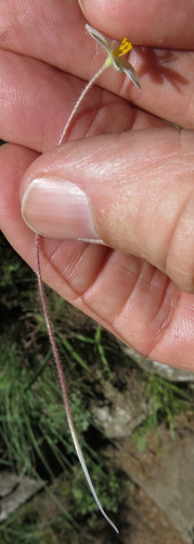 Hypoxis parvula, photograph 6