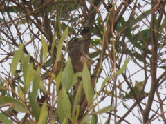 Picumnus albosquamatus