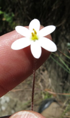Hypoxis parvula albiflora
