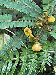 Cassiinae