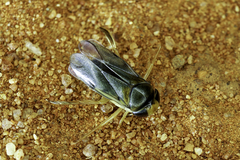 Agraptocorixa