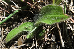 Hypoxis parvula albiflora