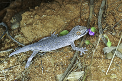 Strophurus williamsi