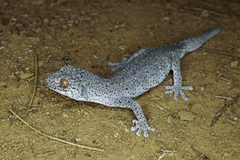Strophurus williamsi