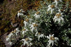 Leontopodium microphyllum