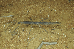 Pachymorpha