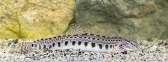 Cobitis elongatoides