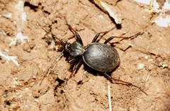 Cychrus attenuatus