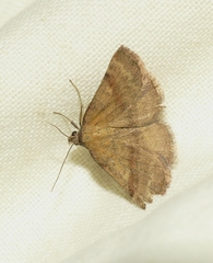 Phytometra viridaria